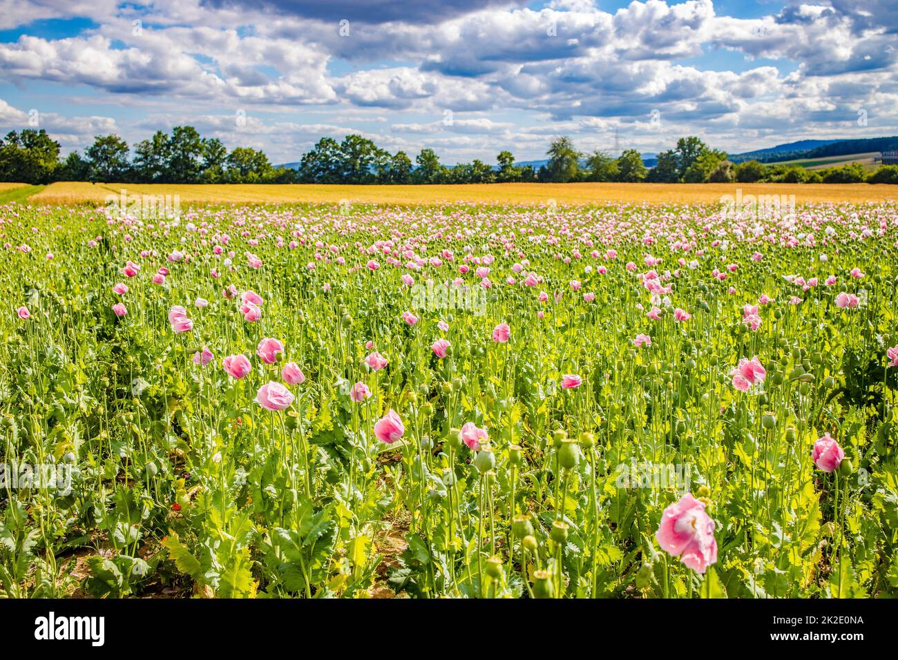Prato con papaveri rosa e cielo nuvoloso Foto Stock