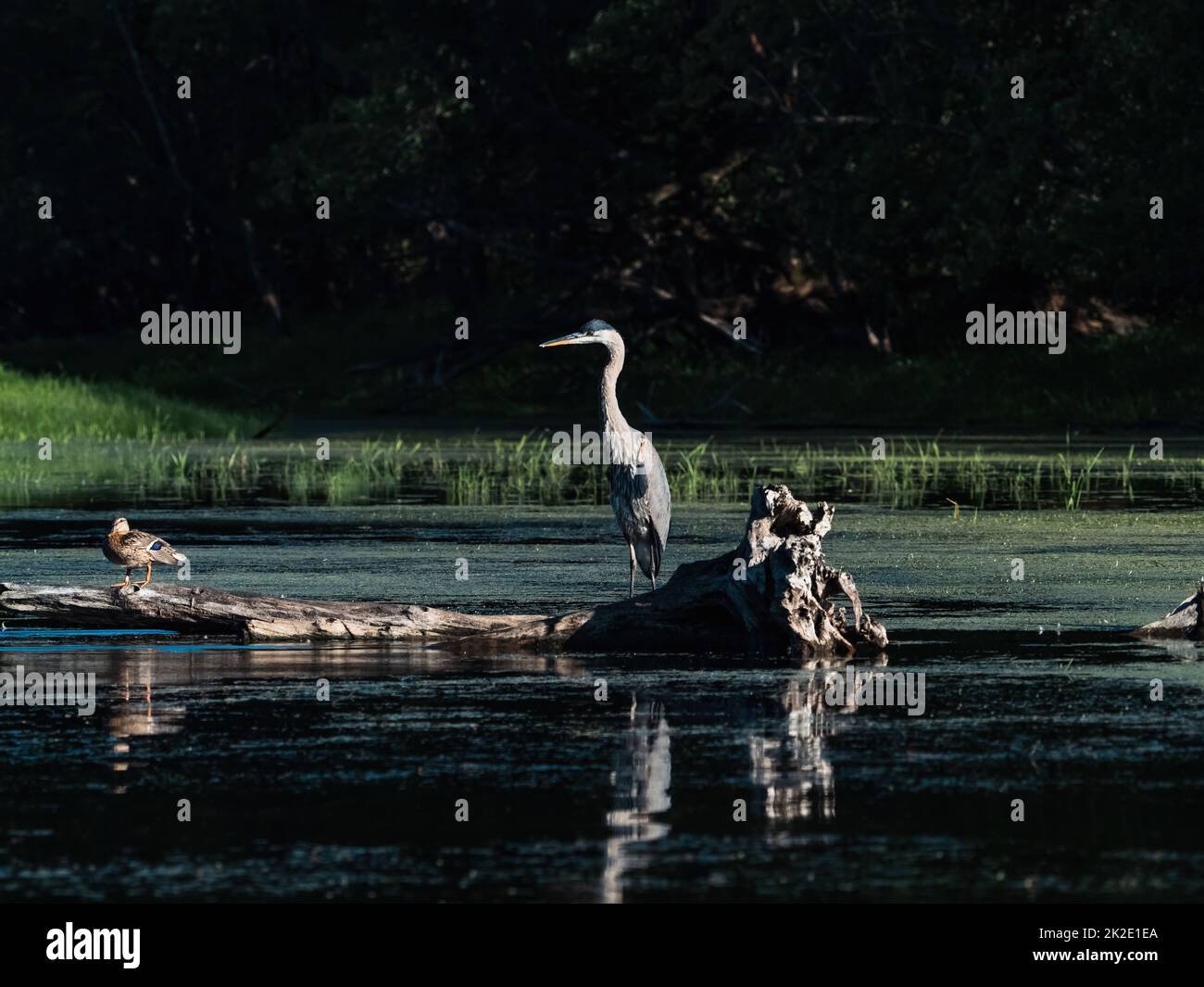 Un grande airone blu, ardea herodias, appollaiato di anatre su un tronco caduto in una riva del fiume Mississippi vicino a Trempealeau, Wisconsin. Foto Stock Un grande airone blu, ardea herodias, appollaiato di anatre su un tronco caduto in una riva del fiume Mississippi vicino a Trempealeau, Wisconsin. Foto Stock