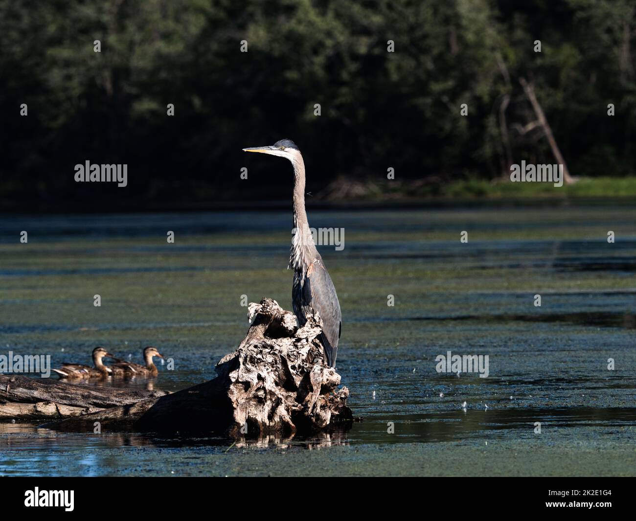 Un grande airone blu, ardea herodias, appollaiato di anatre su un tronco caduto in una riva del fiume Mississippi vicino a Trempealeau, Wisconsin. Foto Stock Un grande airone blu, ardea herodias, appollaiato di anatre su un tronco caduto in una riva del fiume Mississippi vicino a Trempealeau, Wisconsin. Foto Stock