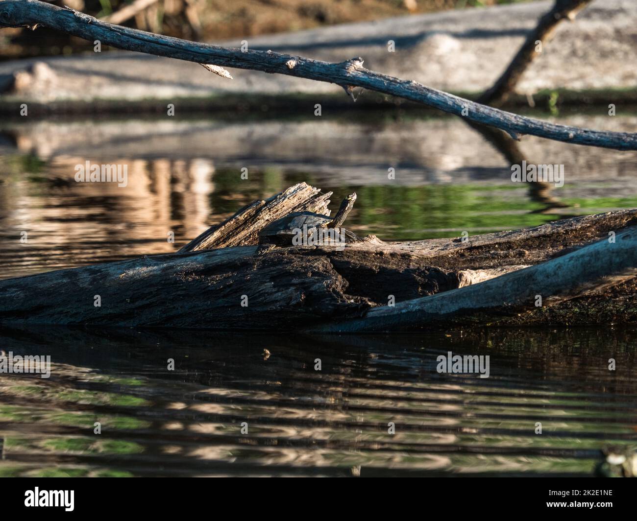 Una tartaruga mappa di ouachita, Graptemys ouachitensis, riposa su un tronco caduto in un'isola sul fiume Mississippi vicino a Trempealeau, Wisconsin Foto Stock