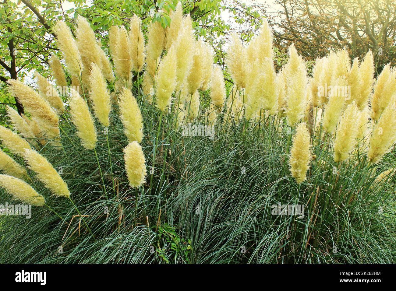 Cortaderia selloana noto come pampas erba Foto Stock