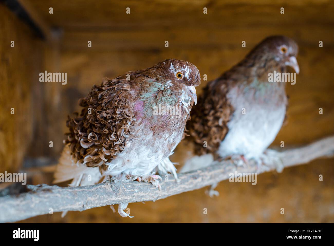 Coppia di piccione riccio marrone seduto su un ramo. Razza speciale e molto carino. Foto Stock