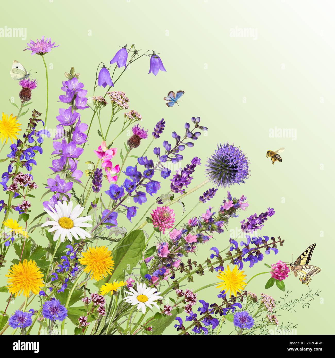 Vari giardini e fiori di prato con sfondo verde Foto Stock