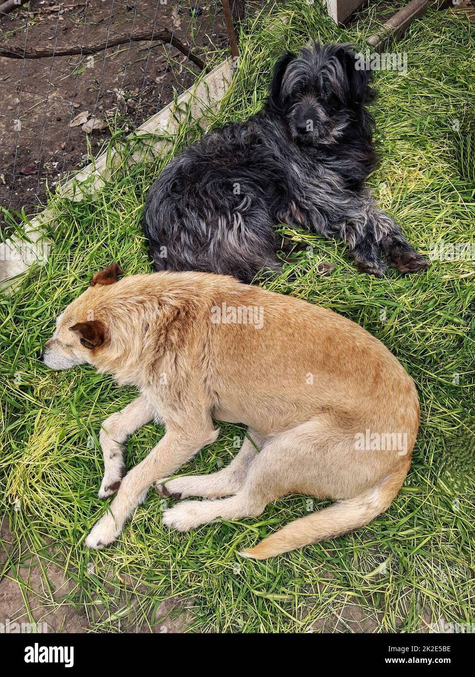 I cani giacciono sull'erba verde Foto Stock