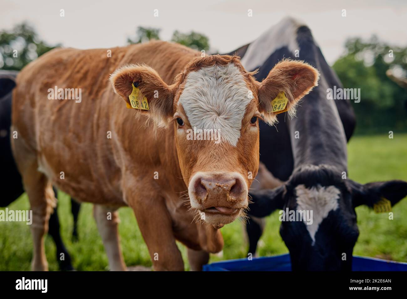 Mangiamo solo il meglio. Sparo tagliato di una mandria di bestiame che pascola su una fattoria casearia. Foto Stock