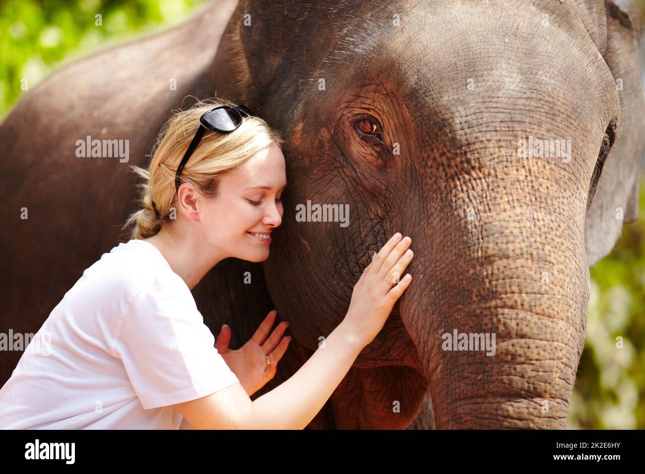 Un tocco di cura. Un giovane ricercatore carezza dolcemente un elefante asiatico in cattività - Thailandia. Foto Stock