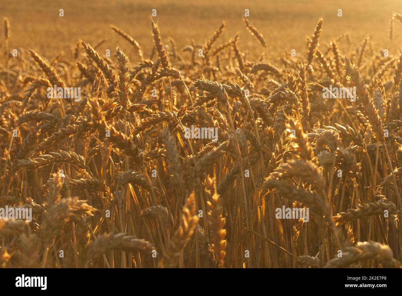 Campo retroilluminato di spighe mature di grano bagnata da un bagliore dorato Foto Stock