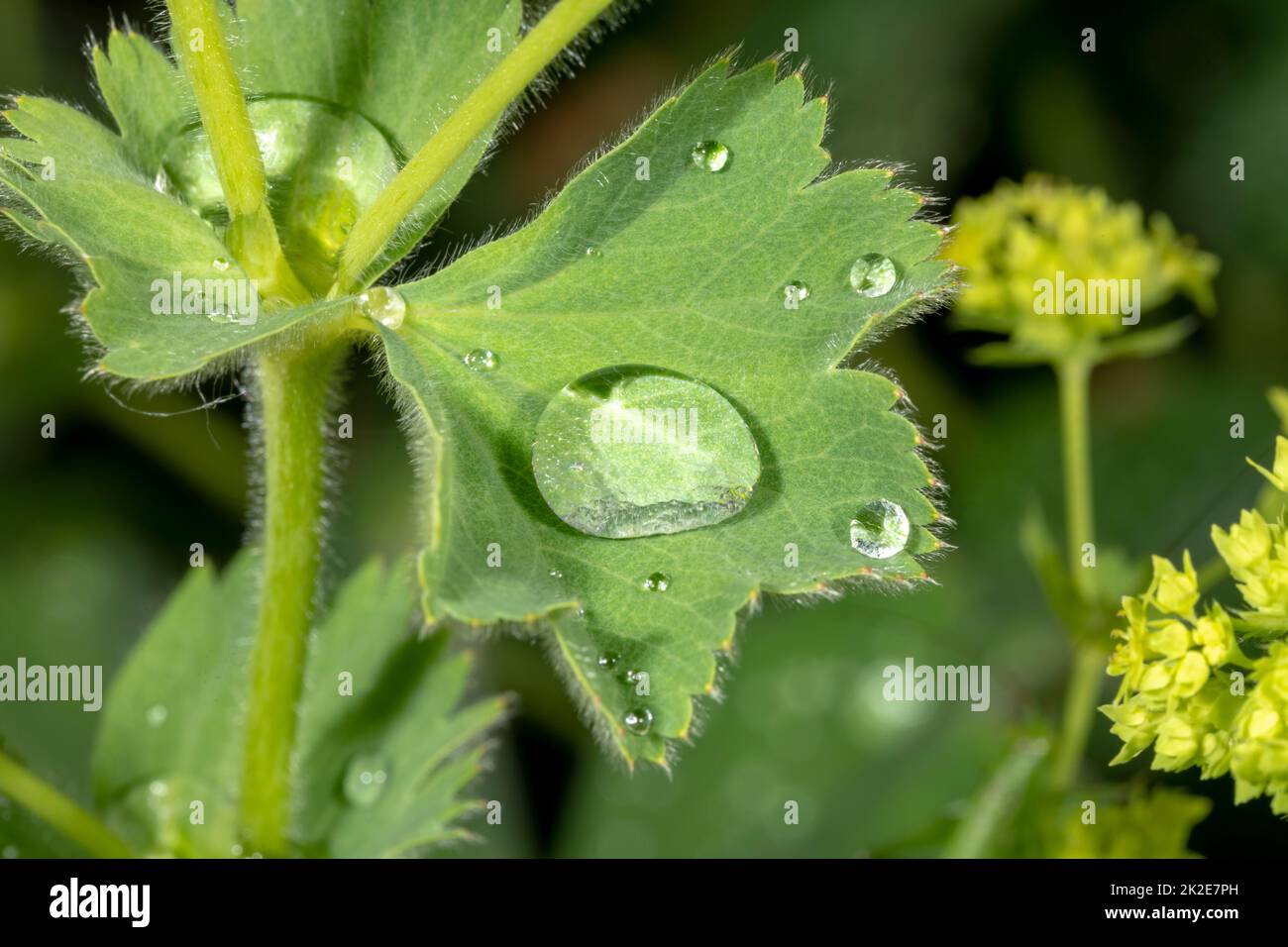 Particolare delle gocce d'acqua sulla foglia di manto di una donna con fiori gialli Foto Stock