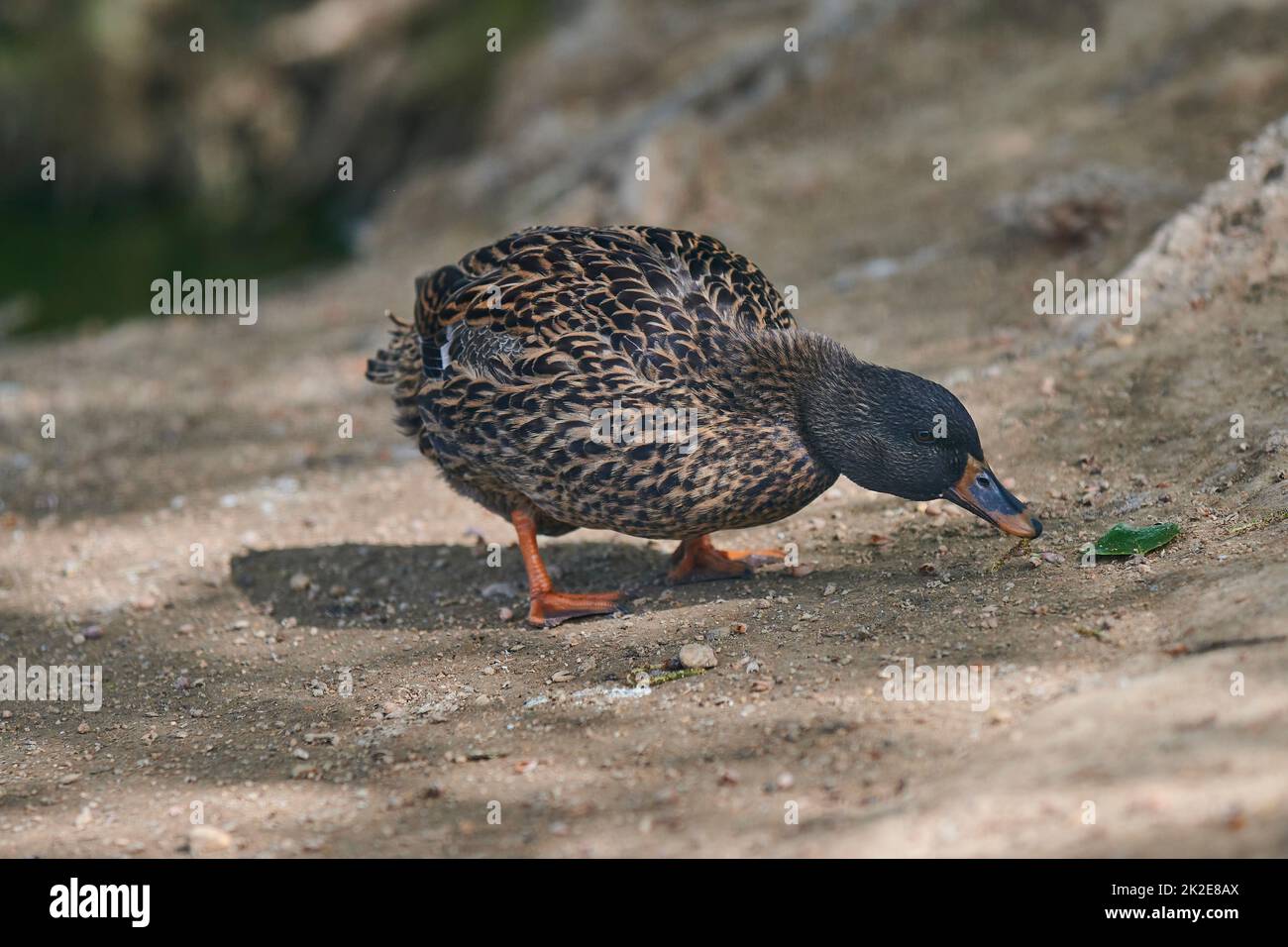 Anatra con ali aperte su uno stagno. Anatra che vola su uno stagno. Anatra con ali aperte. Anatra selvatica. Fauna selvatica Foto Stock