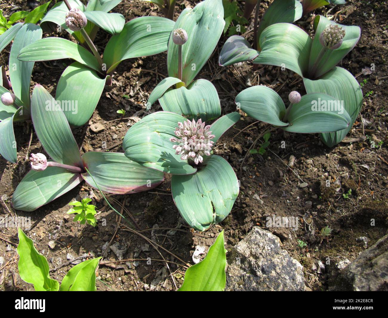 Fioritura cipolla ornamentale, Allium karataviense Foto Stock