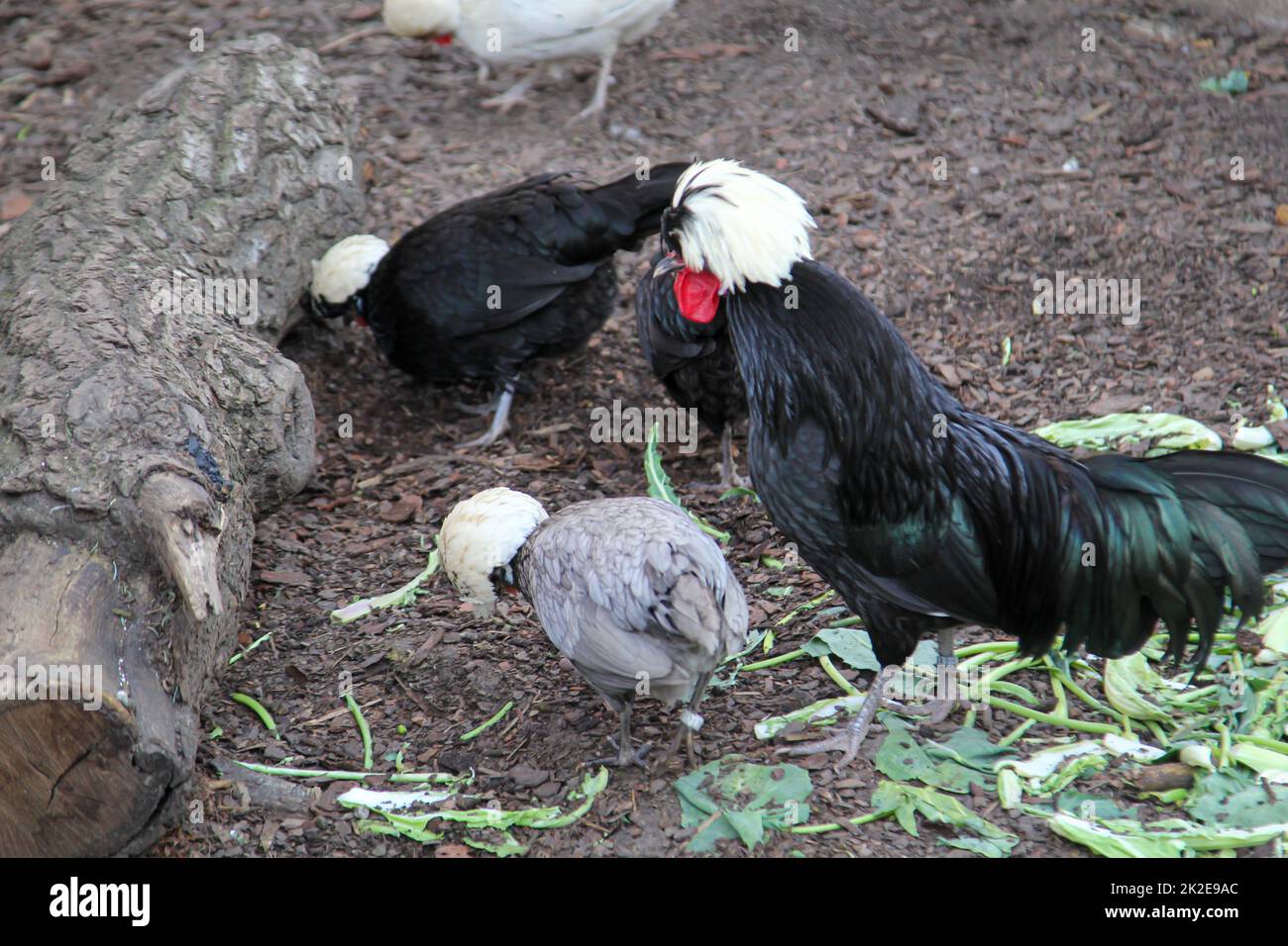 Polli in una fattoria, che corrono liberi nel cortile. Foto Stock