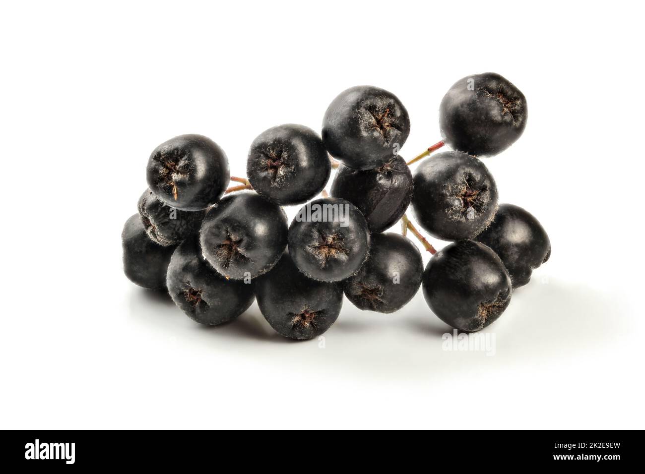 Dettagli su aronia (Chokeberry) Frutti con stelo, isolati su sfondo bianco Foto Stock