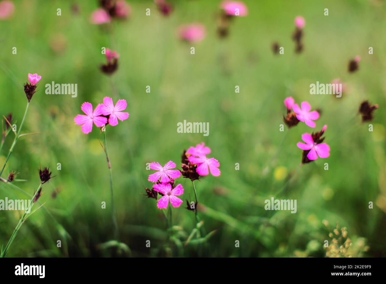 Profondità di campo bassa, solo pochi fiori a fuoco. Carthusian Pink garofano (Dianthus certhusanorum) fiori su prato verde. Sfondo primavera astratto. Foto Stock