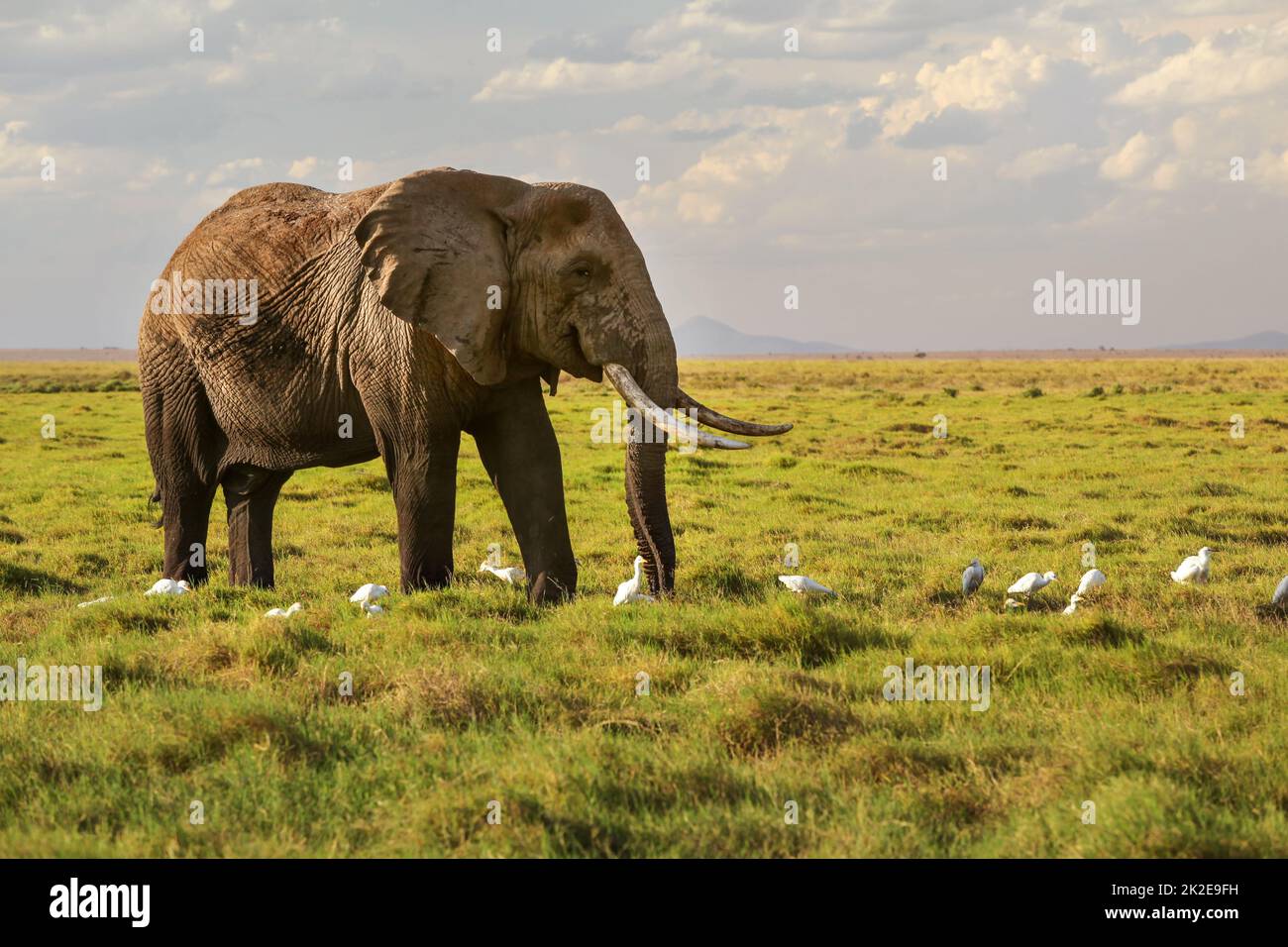 Savana Africana elefante africano (Loxodonta africana) camminando su erba, piccolo airone bianco gli uccelli sulla terra. Foto Stock