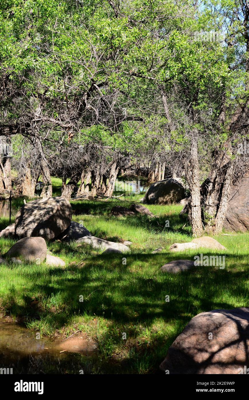 Forest Glen Foto Stock