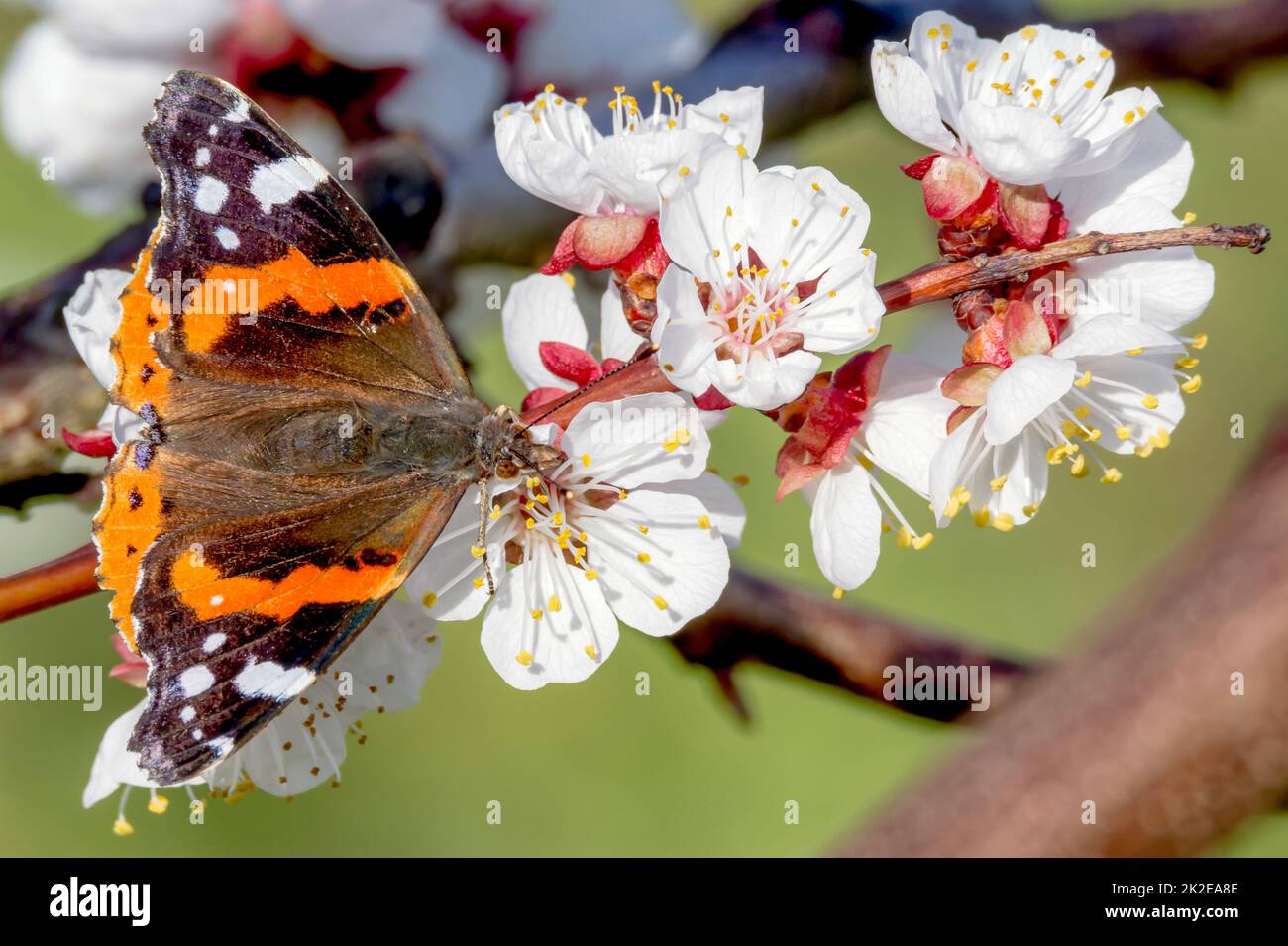 La farfalla grande si siede su un fiore contro uno sfondo verde sfocato Foto Stock