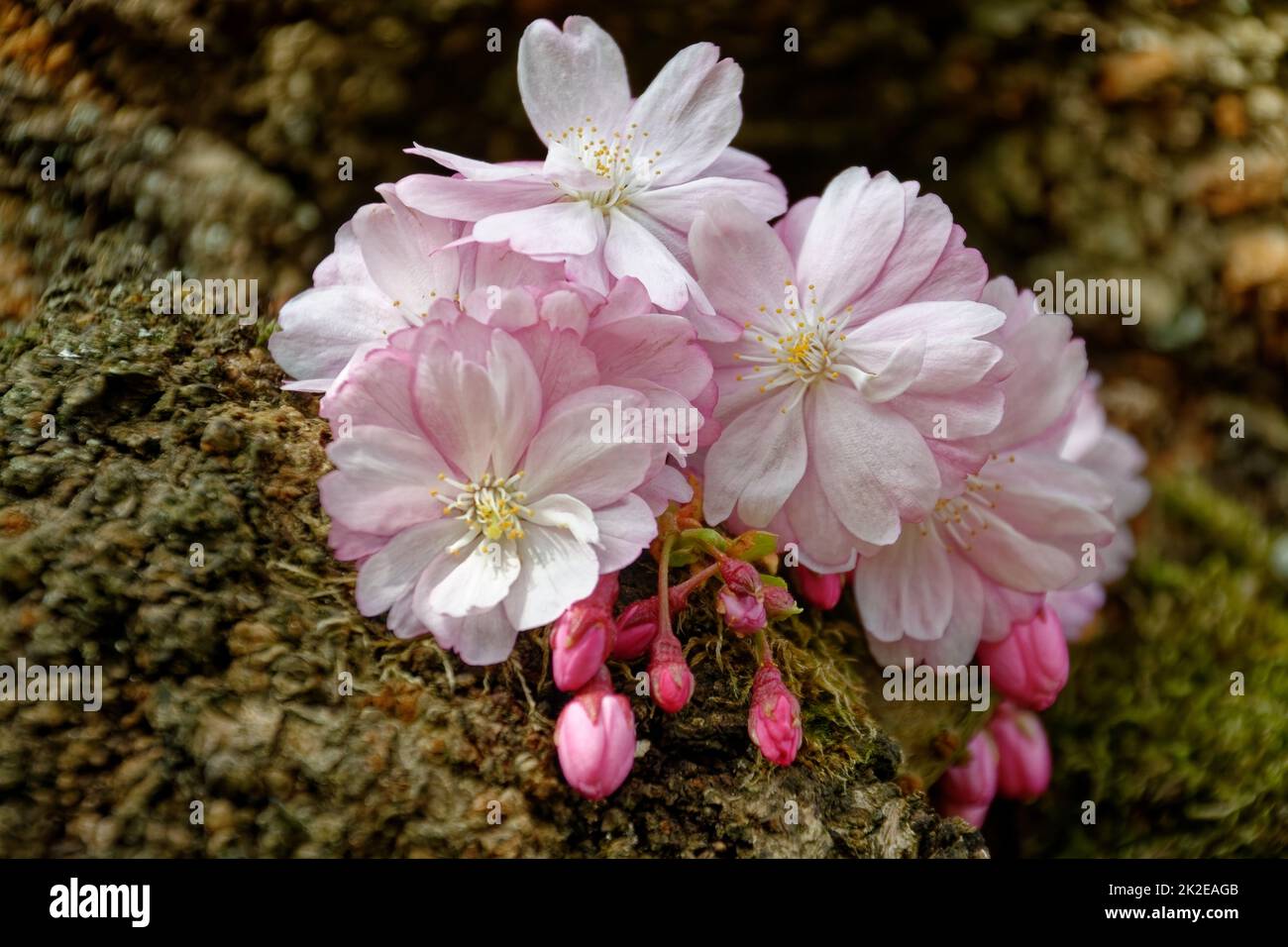 Giapponese di fiori ciliegio Foto Stock