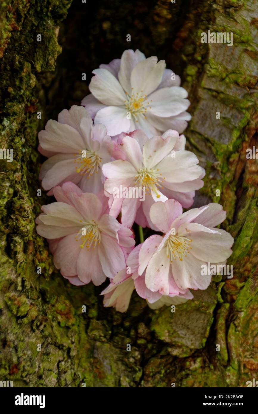 Giapponese di fiori ciliegio Foto Stock