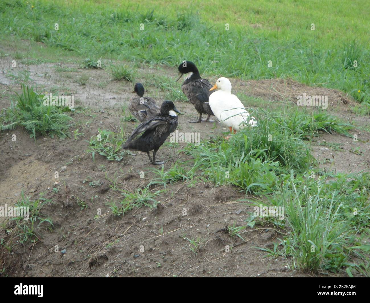 anatre nell'allevamento di pollame e nell'allevamento di animali Foto Stock