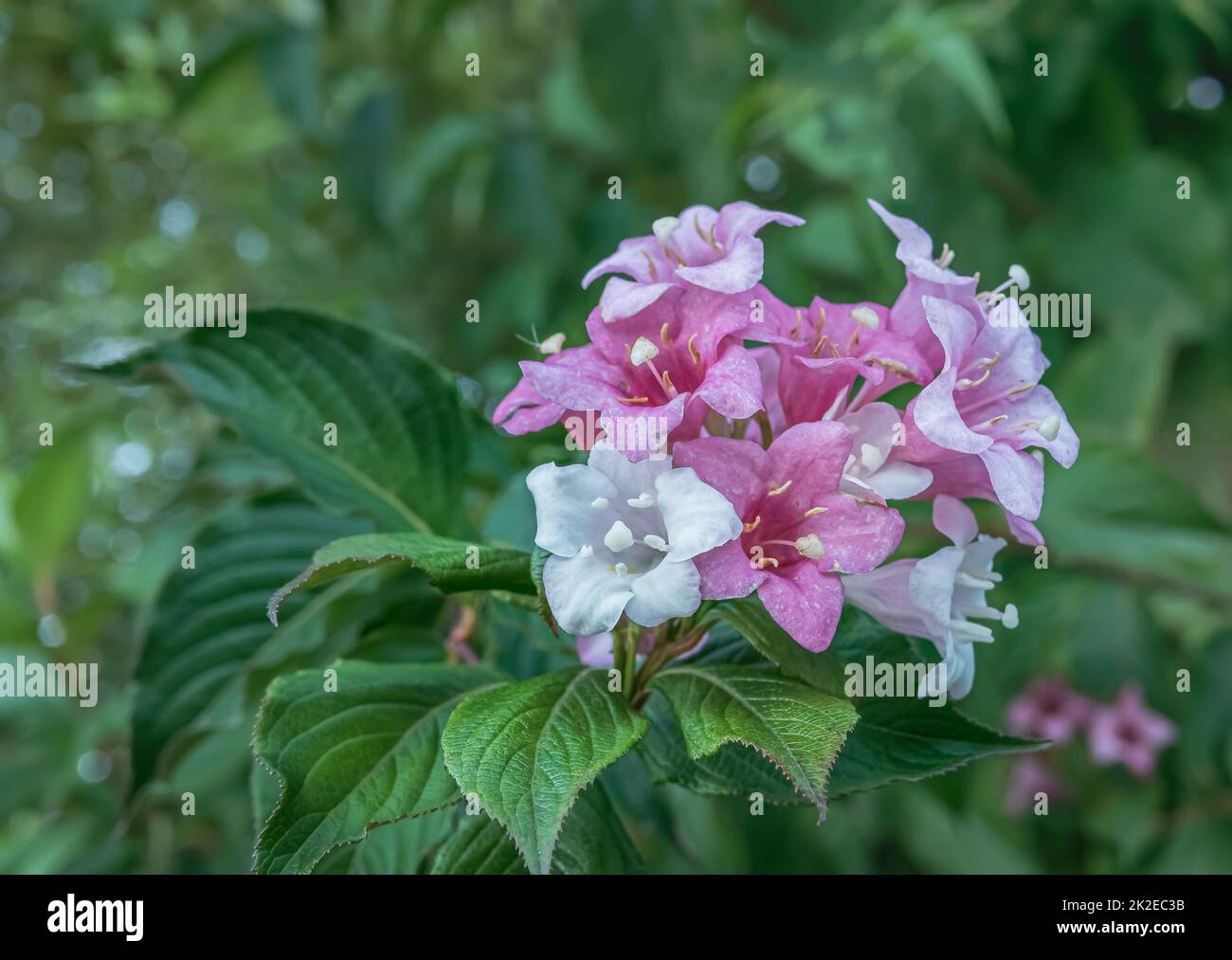 weigela fiori primo piano fioritura su piante all'aperto in estate Foto Stock