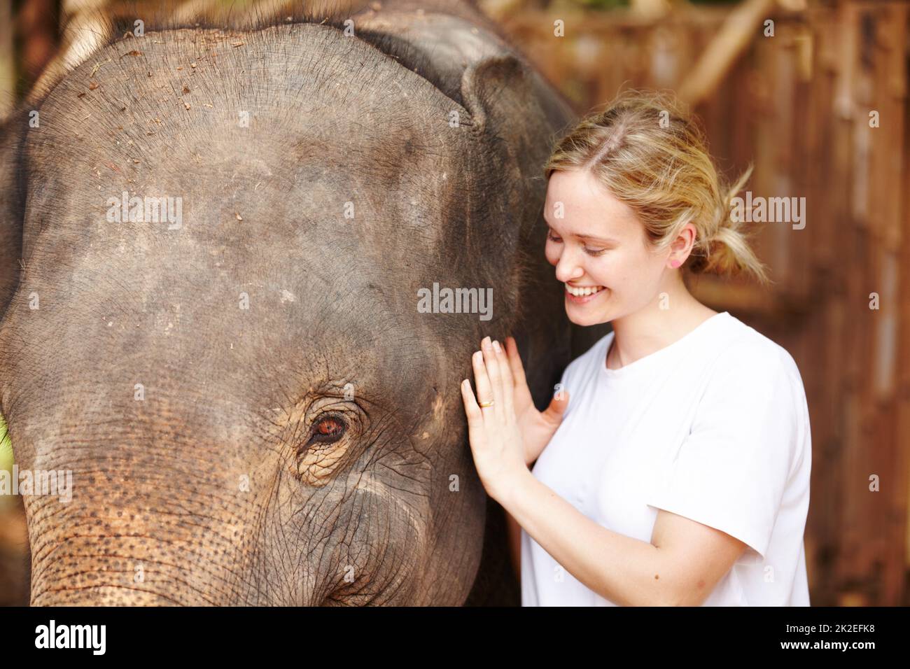 Giovane ricercatore con vitello elefante asiatico - Thailandia. Una giovane eco-turistica sorridente mentre lei batte dolcemente un giovane elefante asiatico. Foto Stock