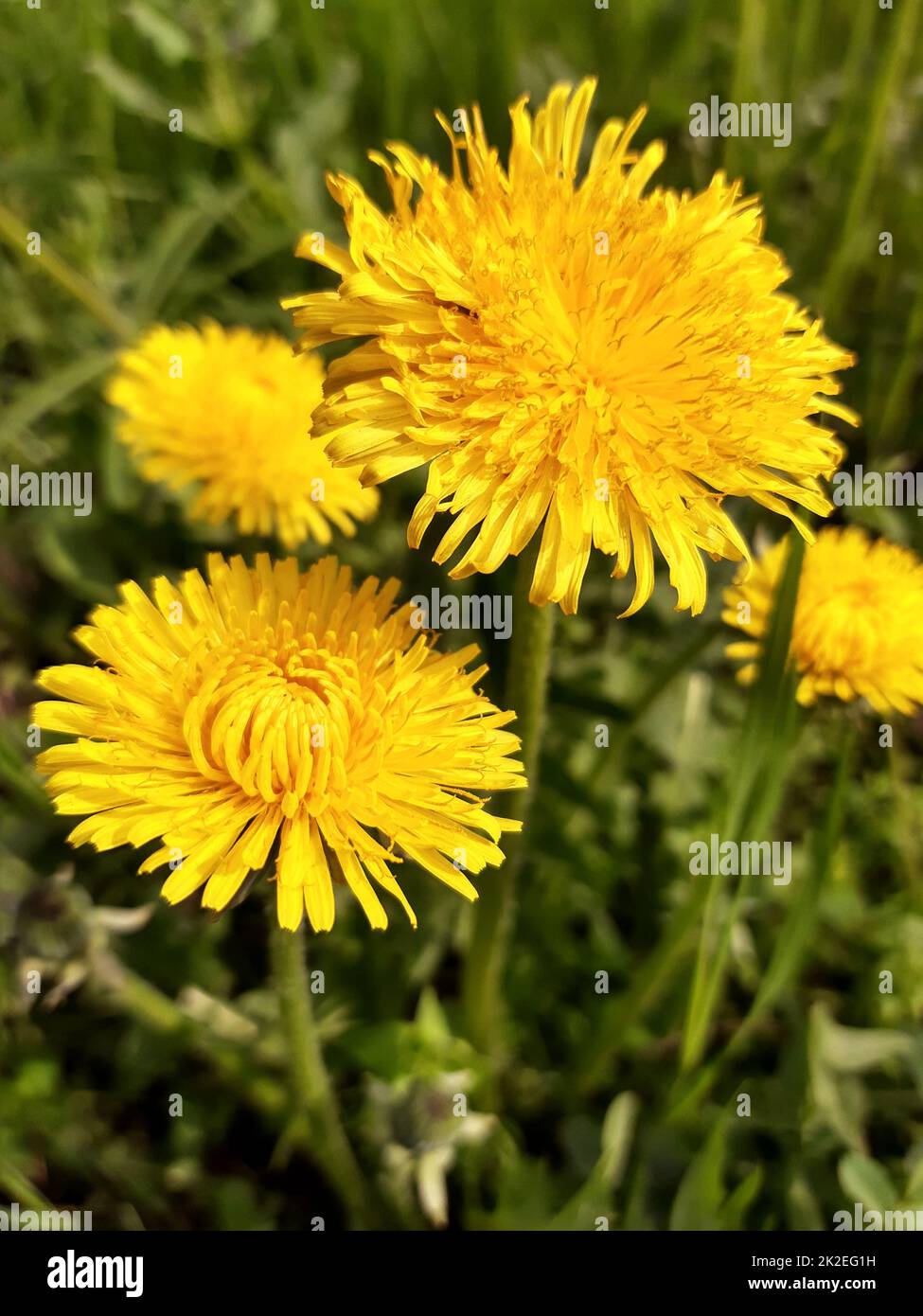 Dente di leone fiore primo piano 1 Foto Stock