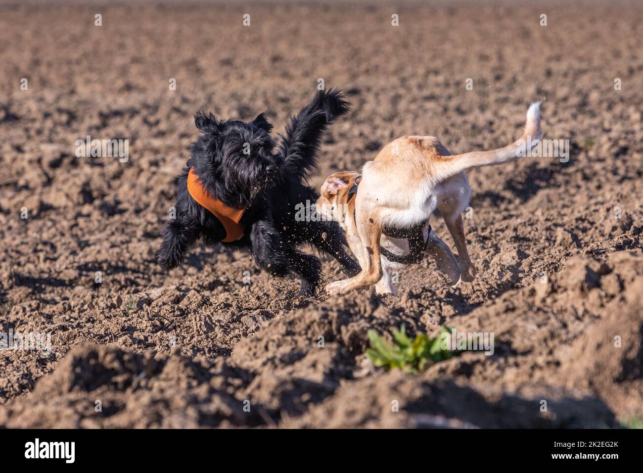 due cani giocano su un campo empy Foto Stock