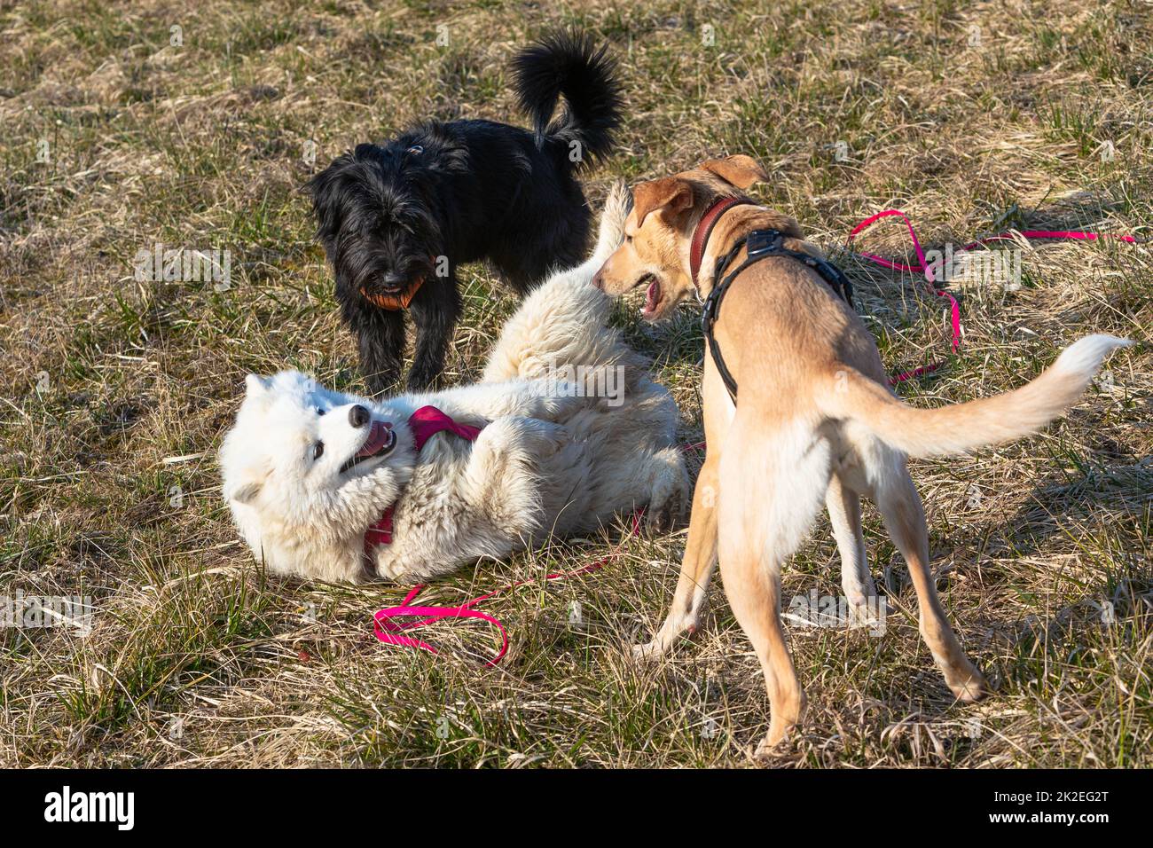 comportamento sottomesso di un cane fumato Foto Stock