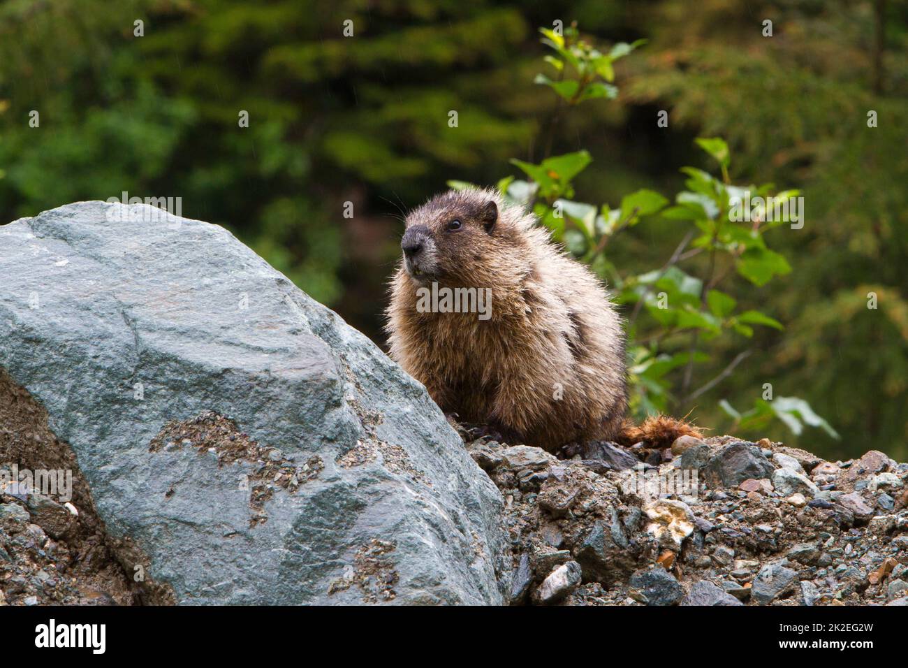 Una marmotta di Hoary (Marmota caligata) arroccata sulle rocce lungo il lato di una strada di montagna di ghiaia vicino a Hyder, Alaska, Stati Uniti d'America nel mese di luglio Foto Stock