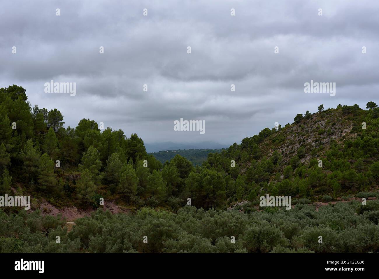 Paesaggio montano con pini e nuvole Foto Stock