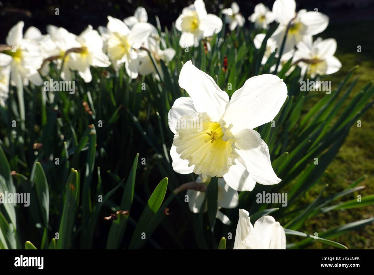 Gelbe Narzisse (Narcissus pseudonarcissus), Osterglocke leuchtet im Gegenlicht der Abendsonne Foto Stock