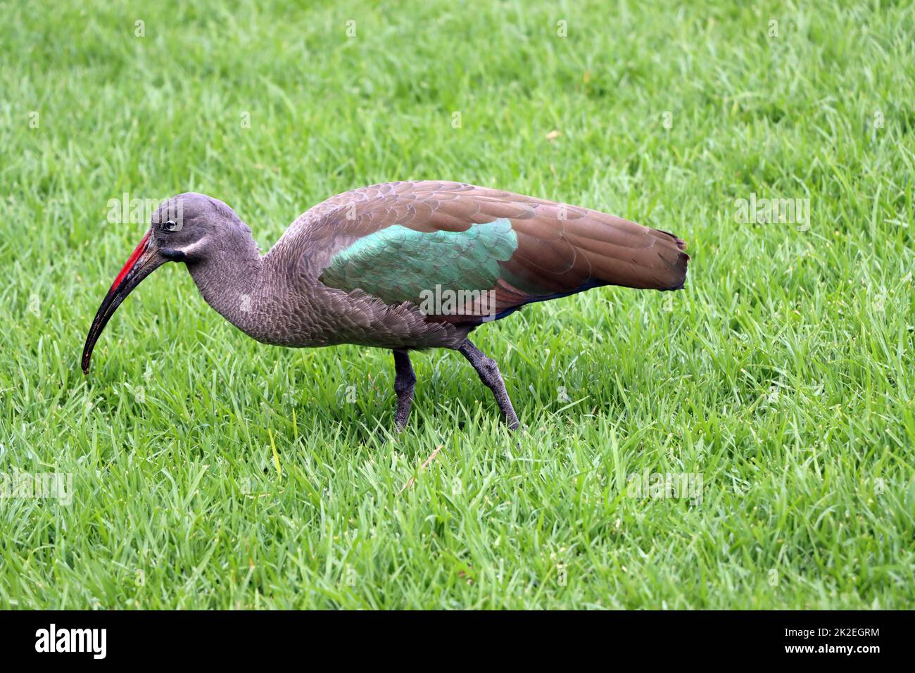 Hagedasch (Bostrichia hagedash) sucht auf einer Wiese nach Futter Foto Stock