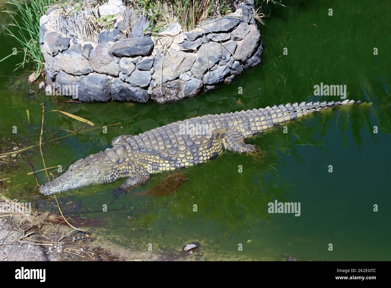 Nilkrokodile (Crocodylus niloticus) im Oasis Park Foto Stock