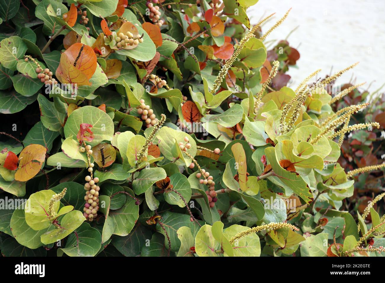 Meertraube, Seetraube (Coccoloba uvifera) Foto Stock