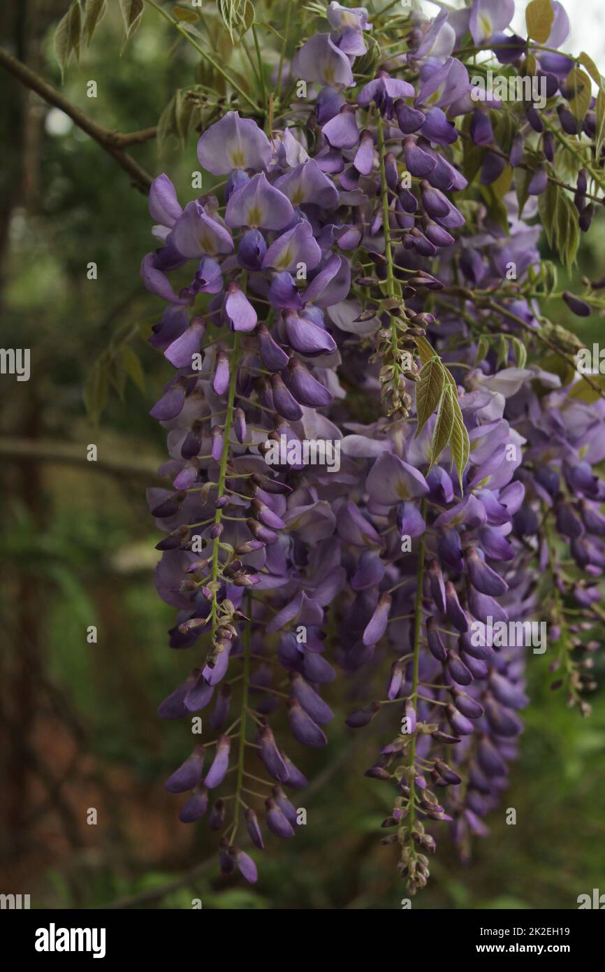 Wisteria viola in primavera - Fabaceae Luguminosae primo piano Foto Stock