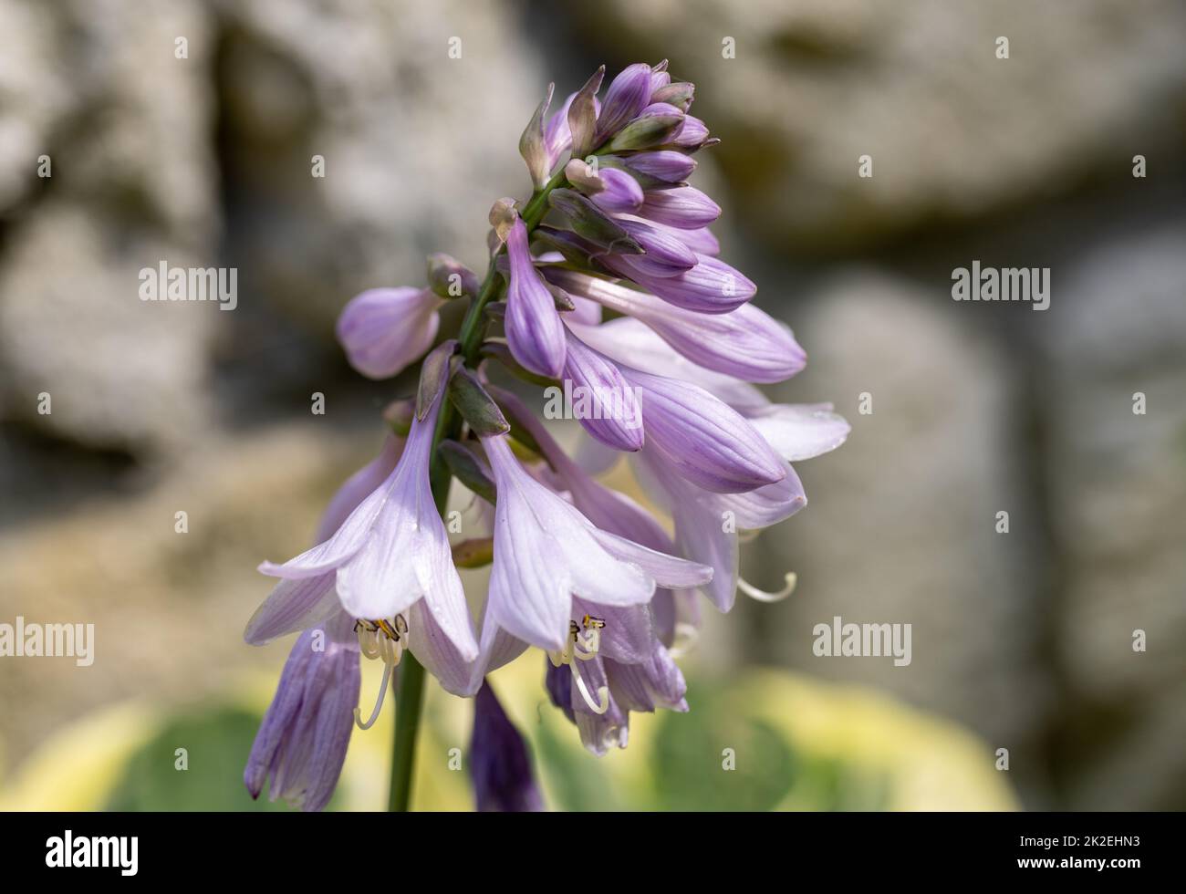 L'Hosta lanceolata fiorisce in estate nel giardino Foto Stock