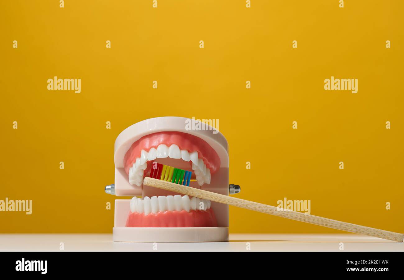 modello plastico di mandibola umana con denti bianchi e spazzolino da denti in legno su sfondo giallo Foto Stock