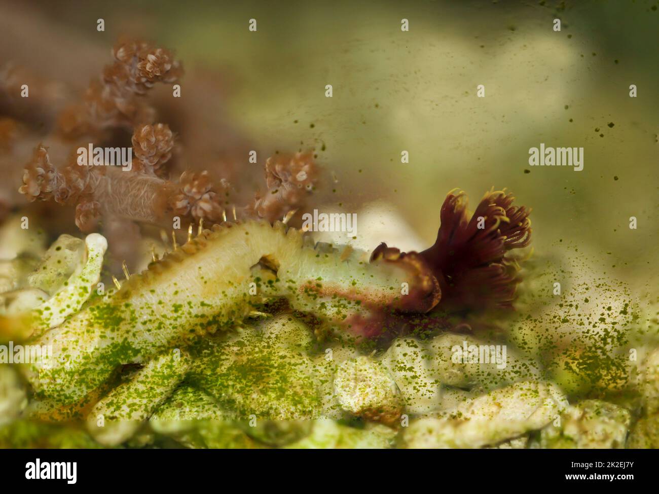 Un tiglio tubo worm che è uscito dal suo tubo in un acquario di acqua salata. Foto Stock