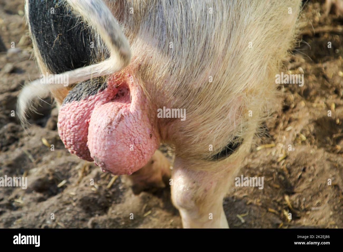 L'estremità posteriore di un cinghiale, lo scroto di un cinghiale, un cinghiale riproduttore. Foto Stock