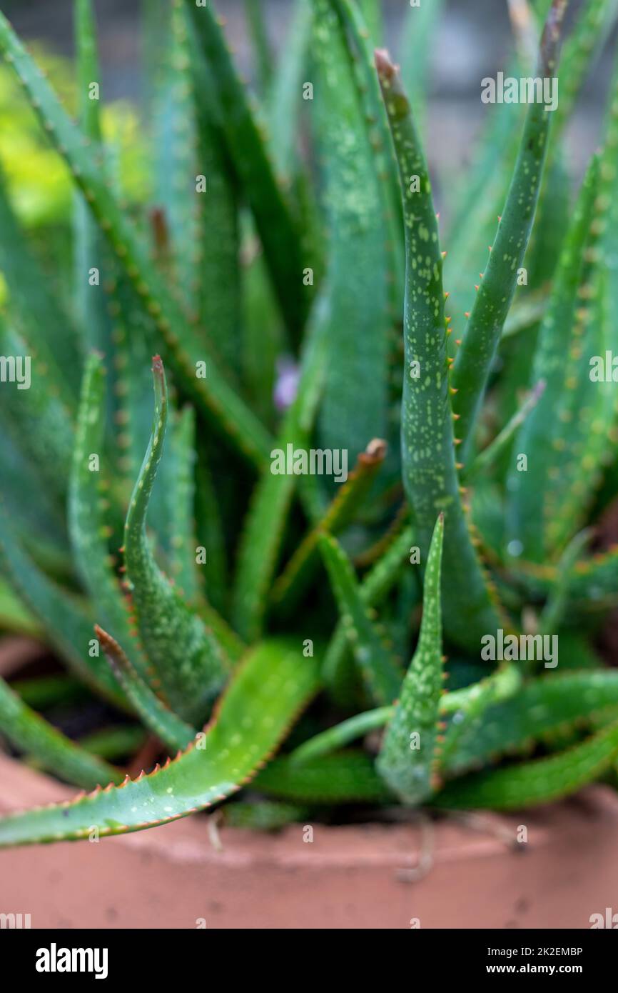 Vista in primo piano delle piante a foglia stretta Aloe vera con sfondo sfocato Foto Stock