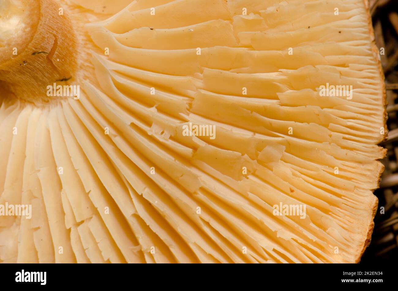 Parte inferiore di un fungo. Foto Stock