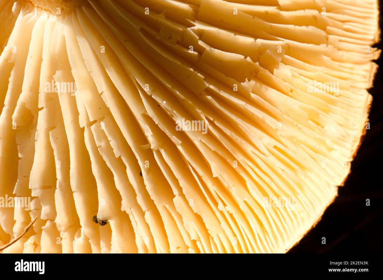 Parte inferiore di un fungo. Foto Stock