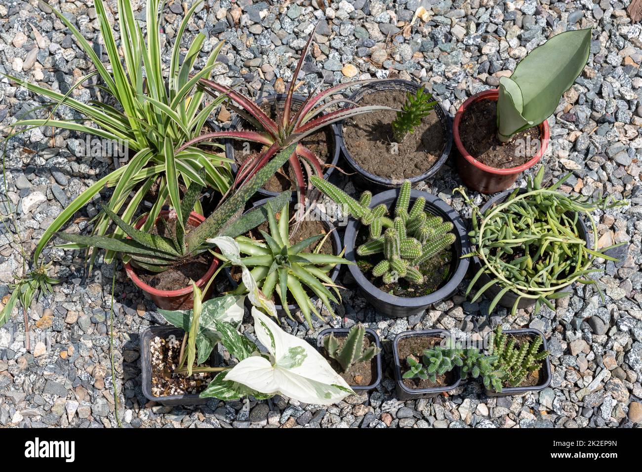 Mescola succulenti e piante di cactus vista ad angolo alto Foto Stock Mescola succulenti e piante di cactus vista ad angolo alto Foto Stock