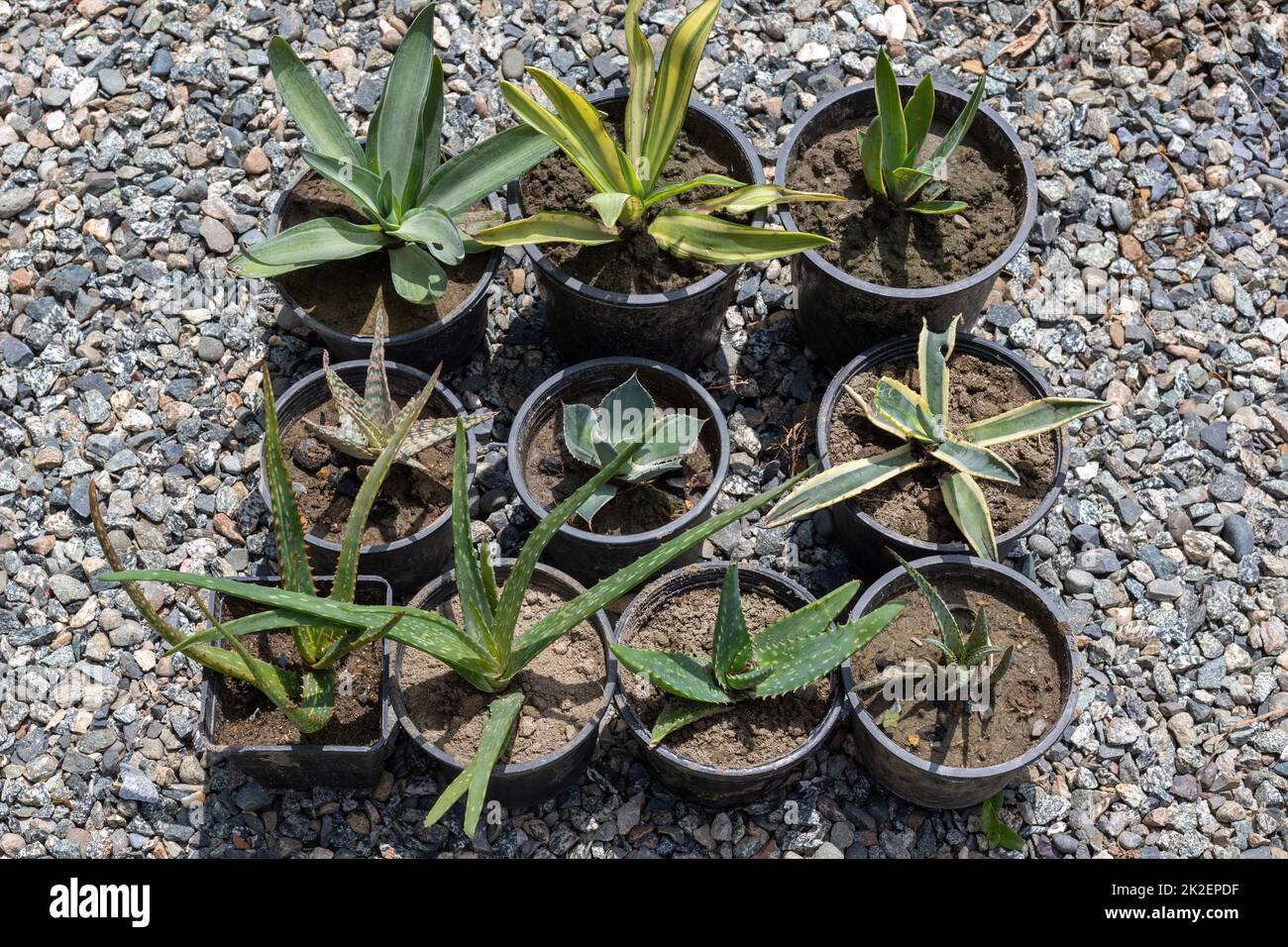 I succulenti e i cactus mescolano le piante in vasi di plastica Foto Stock I succulenti e i cactus mescolano le piante in vasi di plastica Foto Stock
