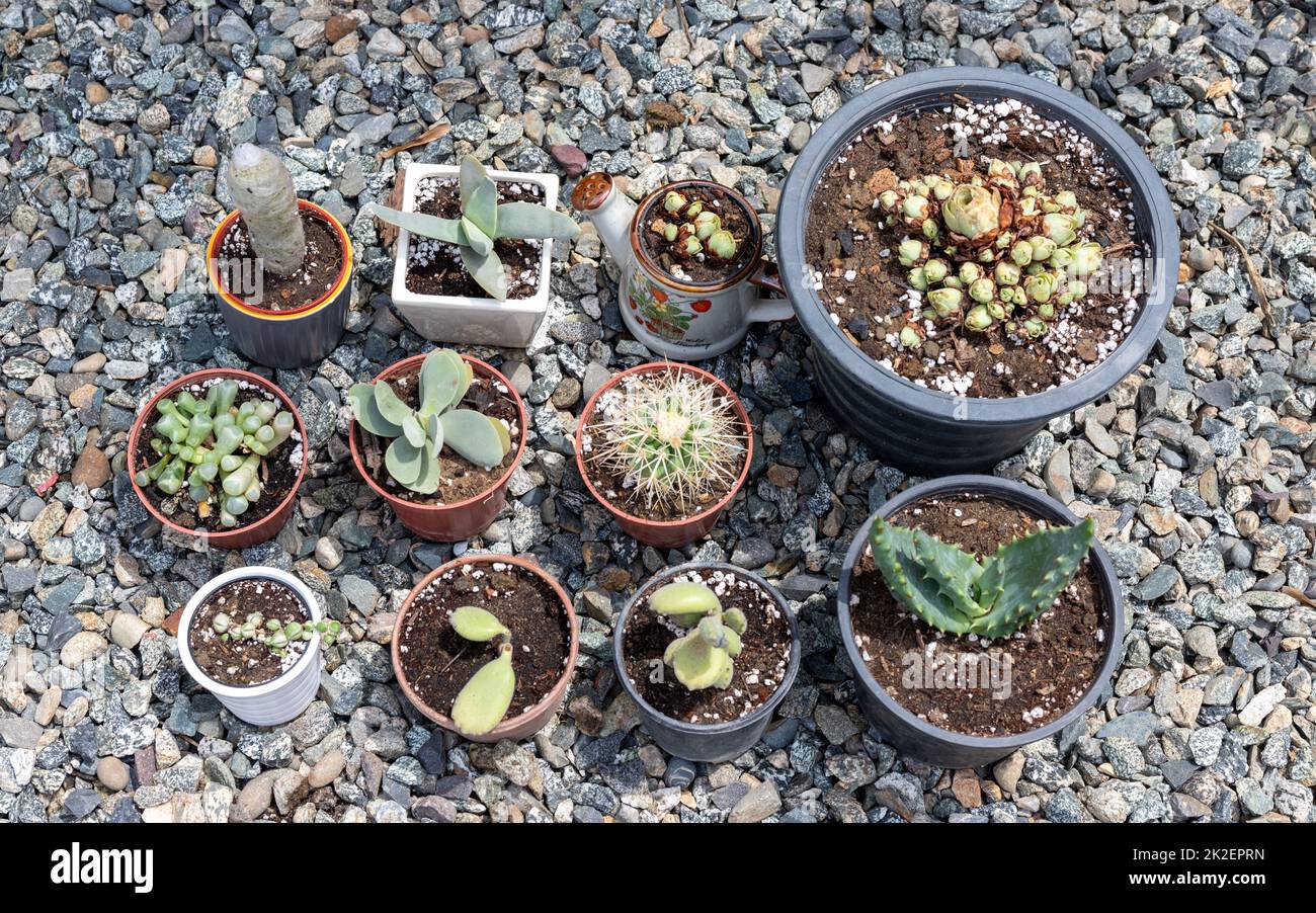 Varietà di succulenti e cactus in diversi vasi di cemento sulla mensola bianca. Decorazione casa hipster scandinava. Foto Stock