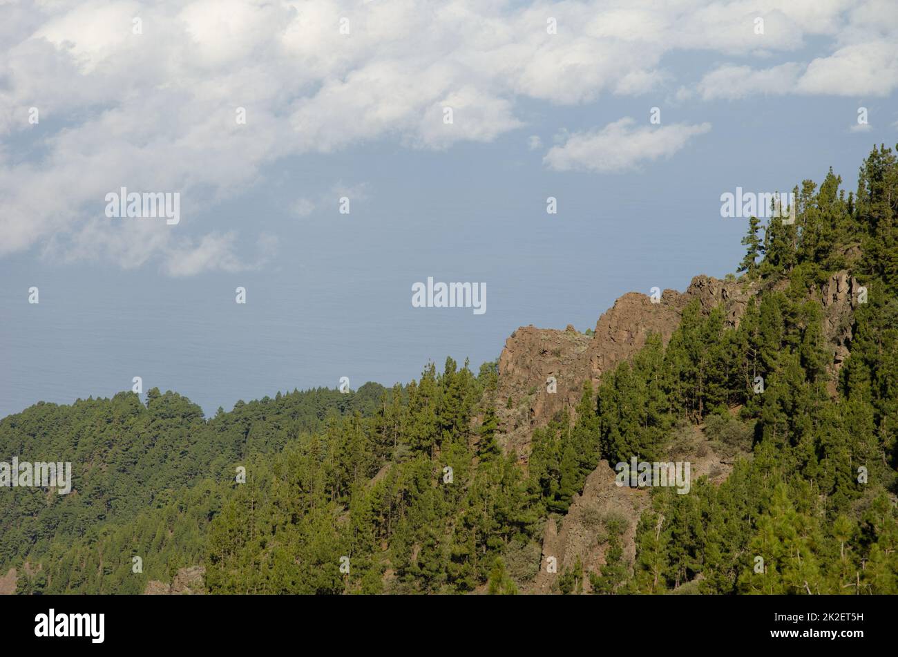 Scogliera e foresta di pino delle Isole Canarie. Foto Stock