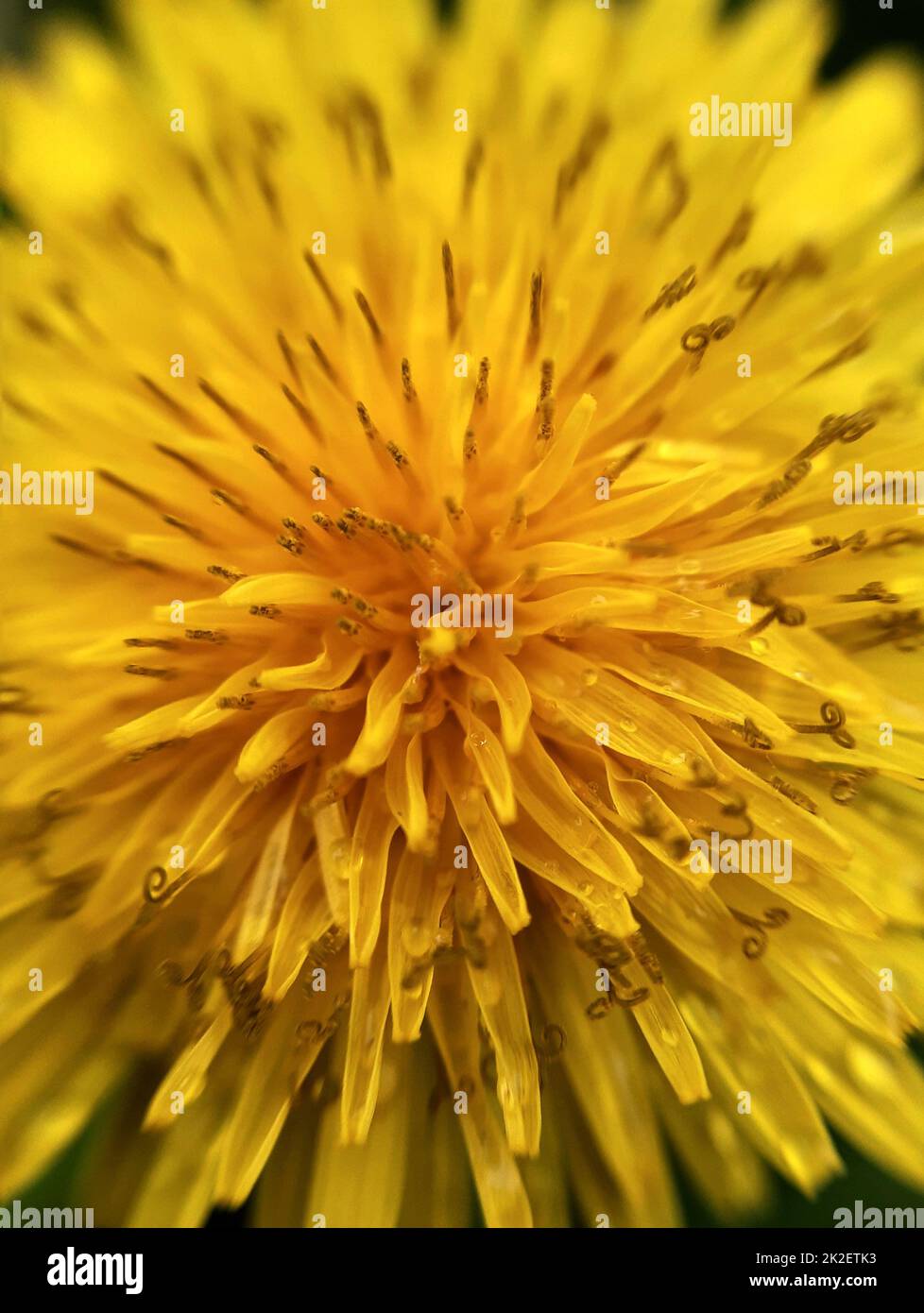Dente di leone fiore primo piano 3 Foto Stock