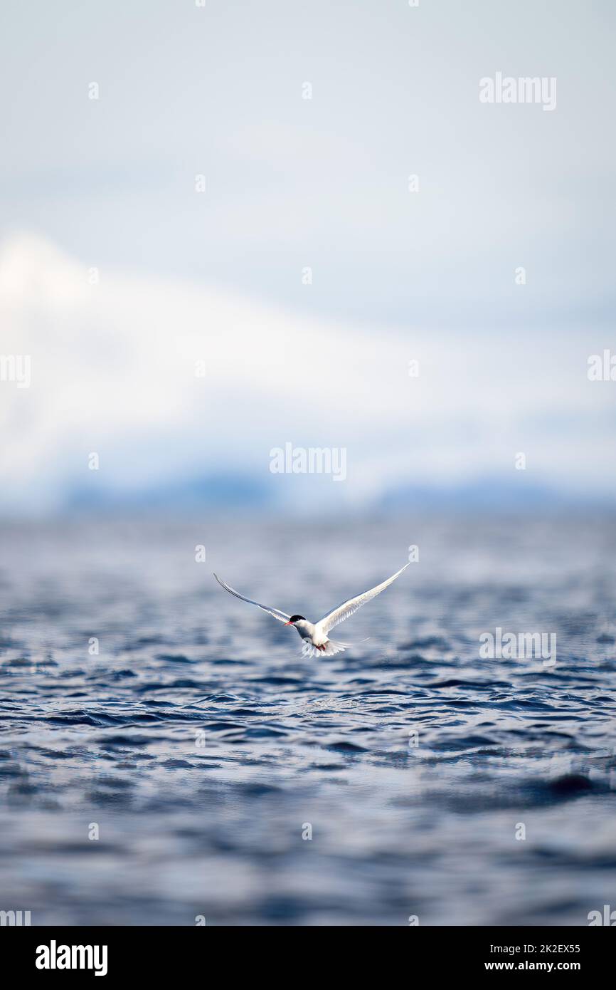 La terna antartica si aggira sull'oceano sotto il sole Foto Stock