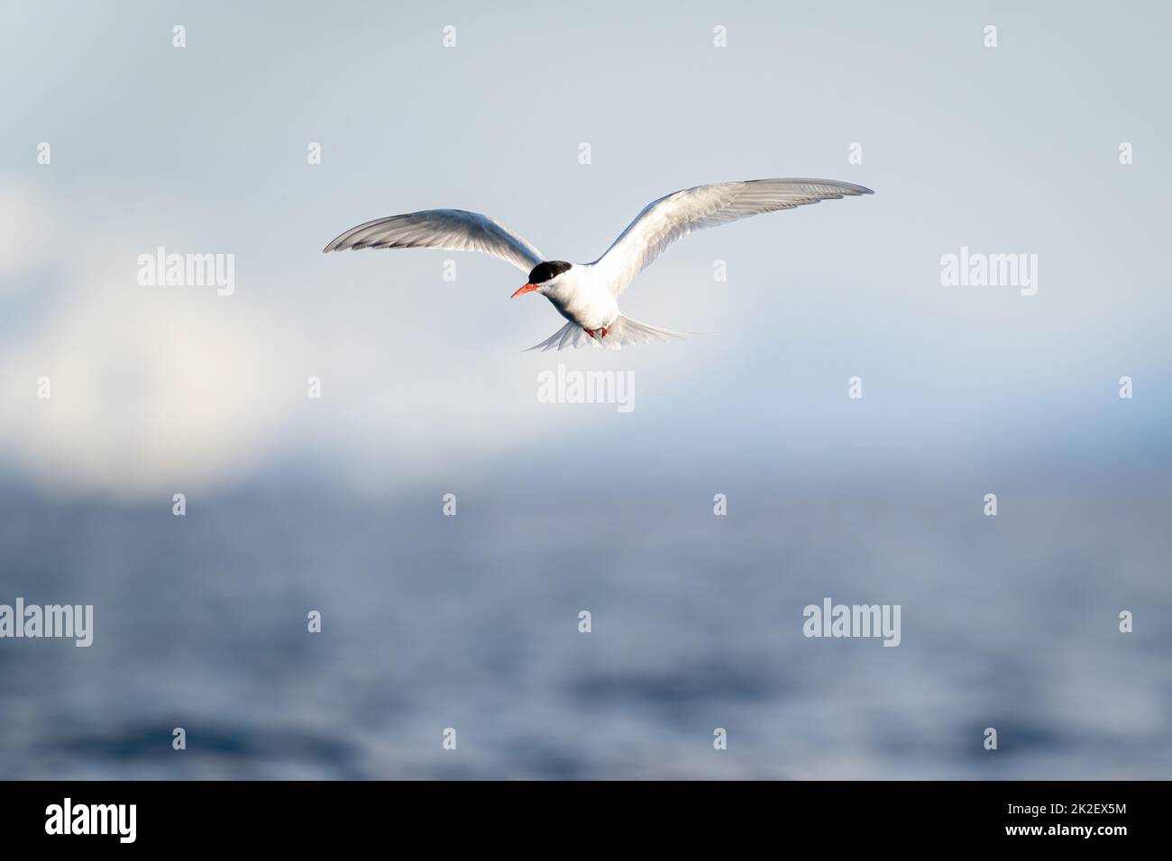 La terna antartica si aggira sull'acqua sotto il sole Foto Stock