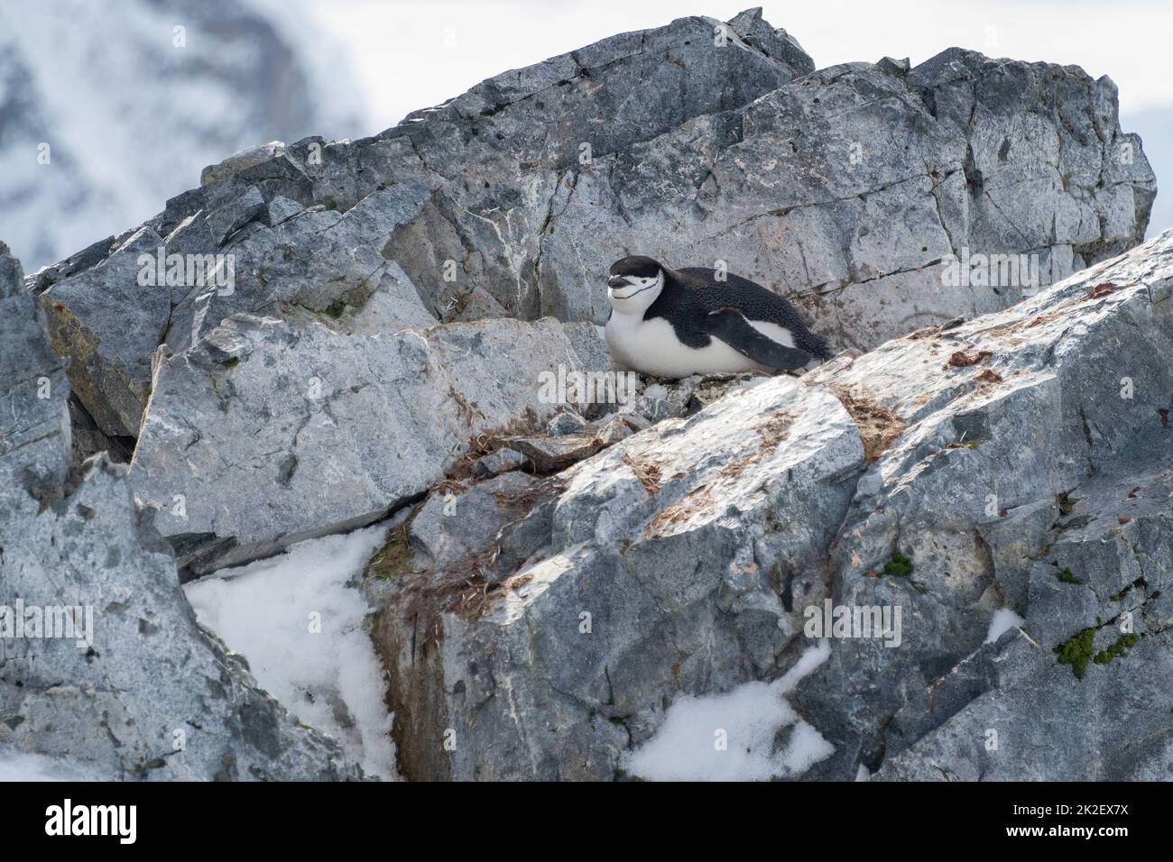 Pinguino da cinstrap si trova sulla macchina fotografica per gli occhi rock Foto Stock